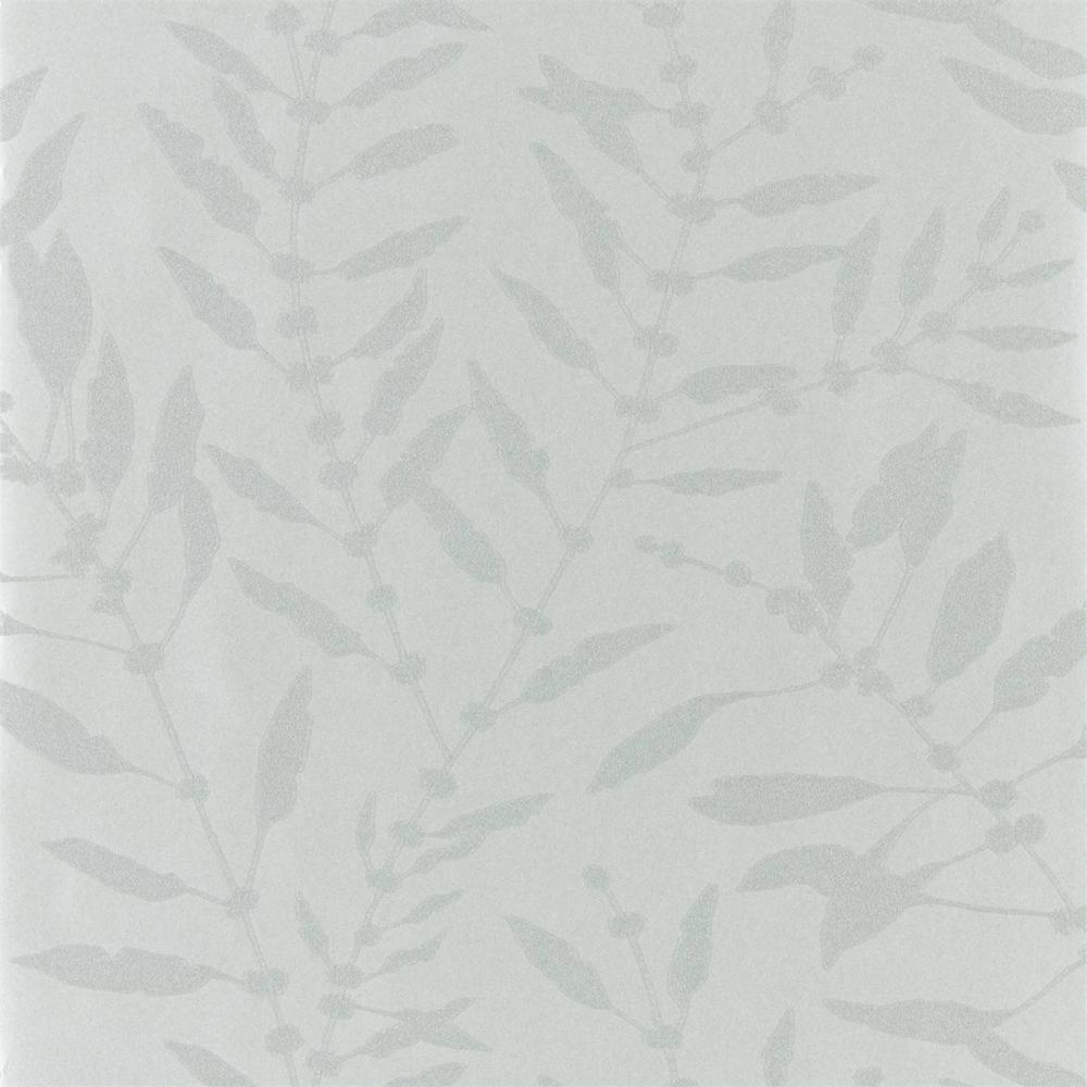 Chaconia Shimmer