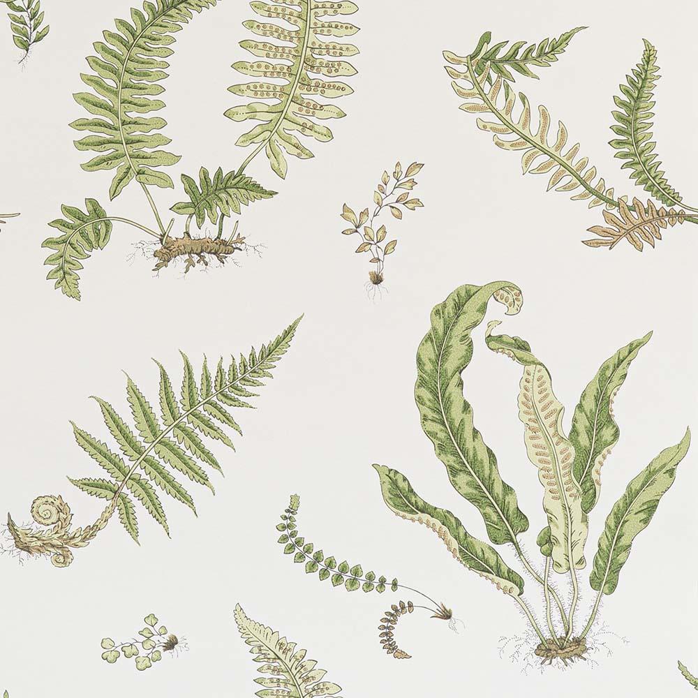 Ferns