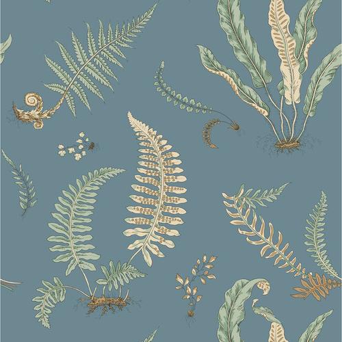 Ferns