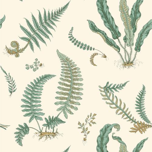 Ferns