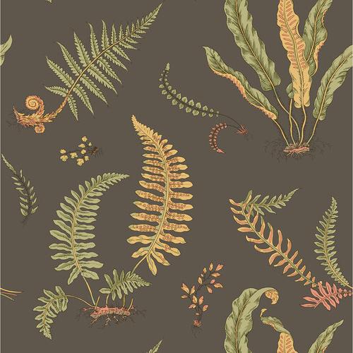 Ferns