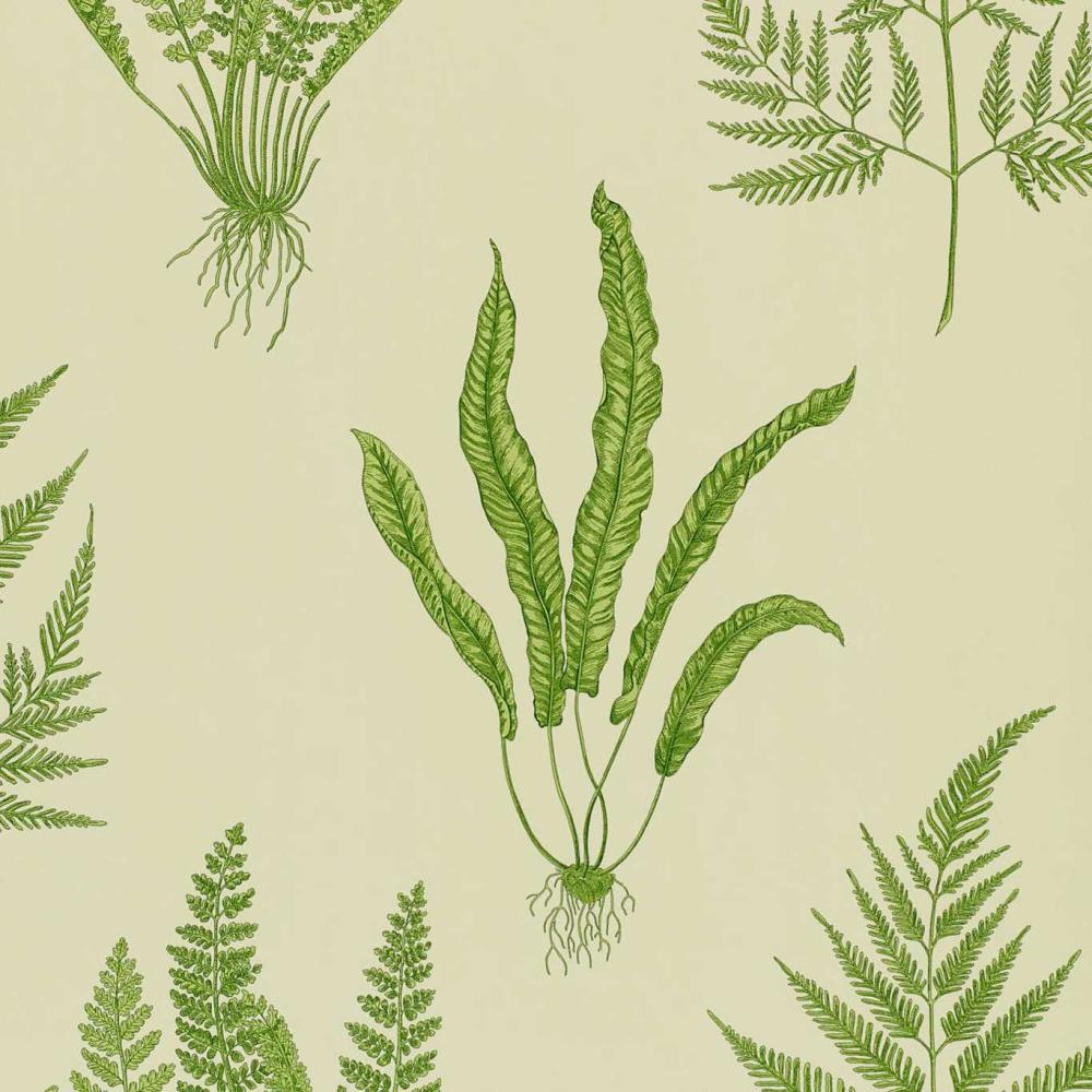 Woodland Fern