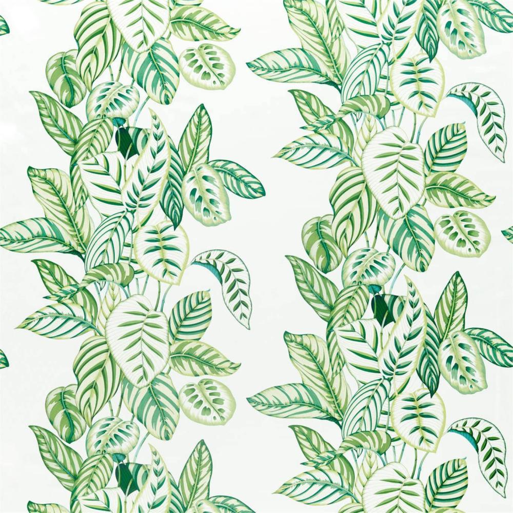 Calathea