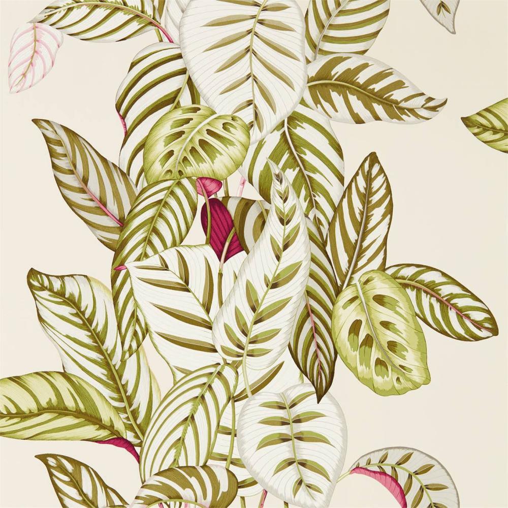 Calathea