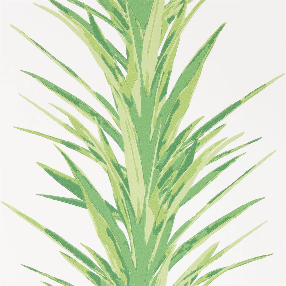 Yucca