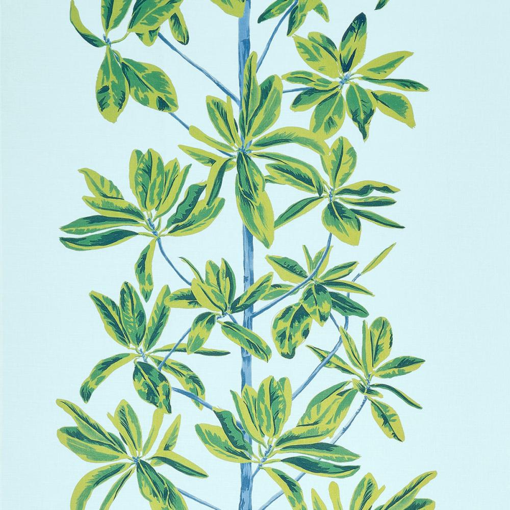 Mangrove Tree