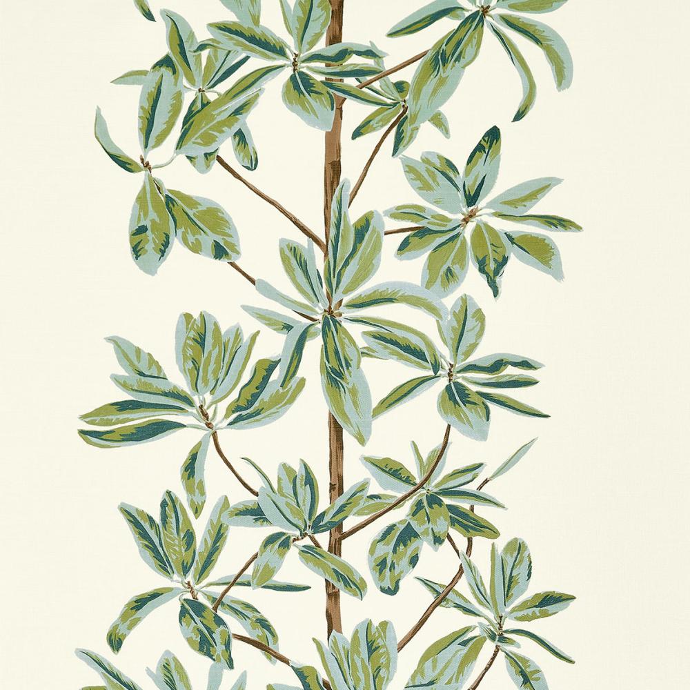 Mangrove Tree