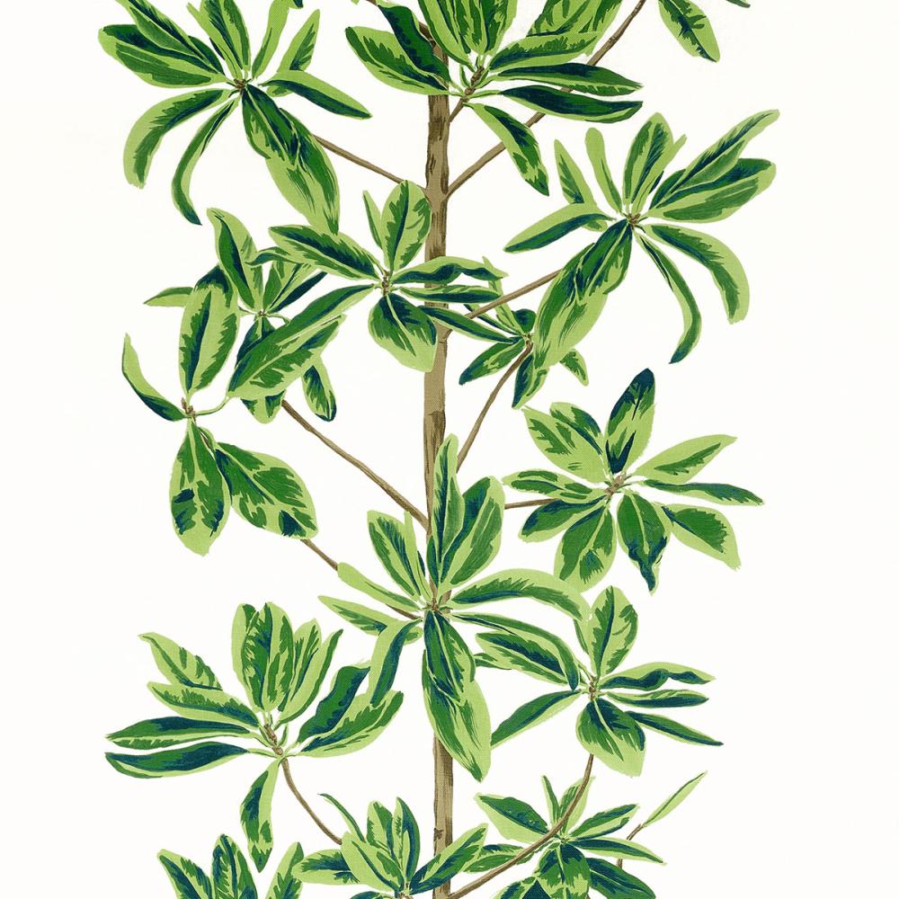 Mangrove Tree