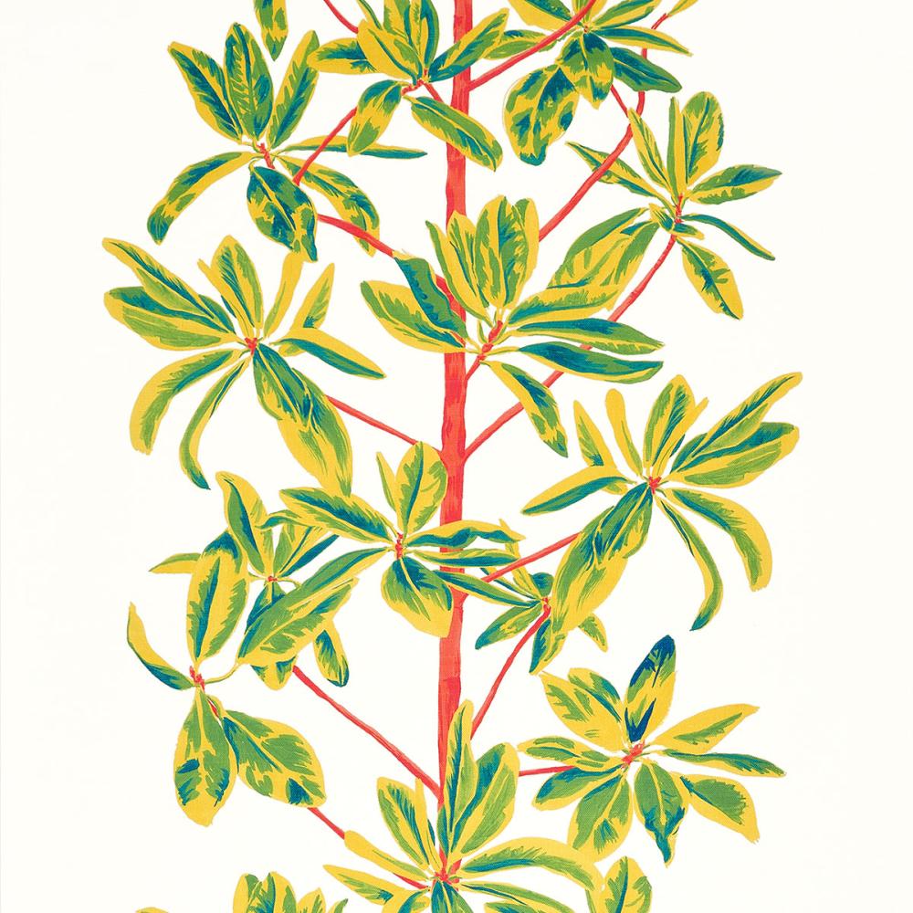 Mangrove Tree