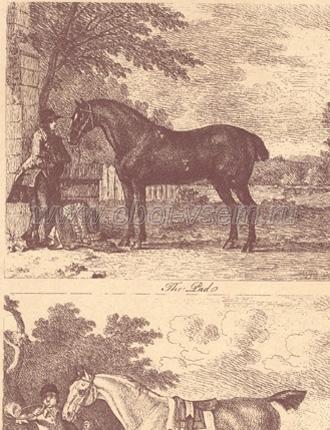 Gilpin Horses