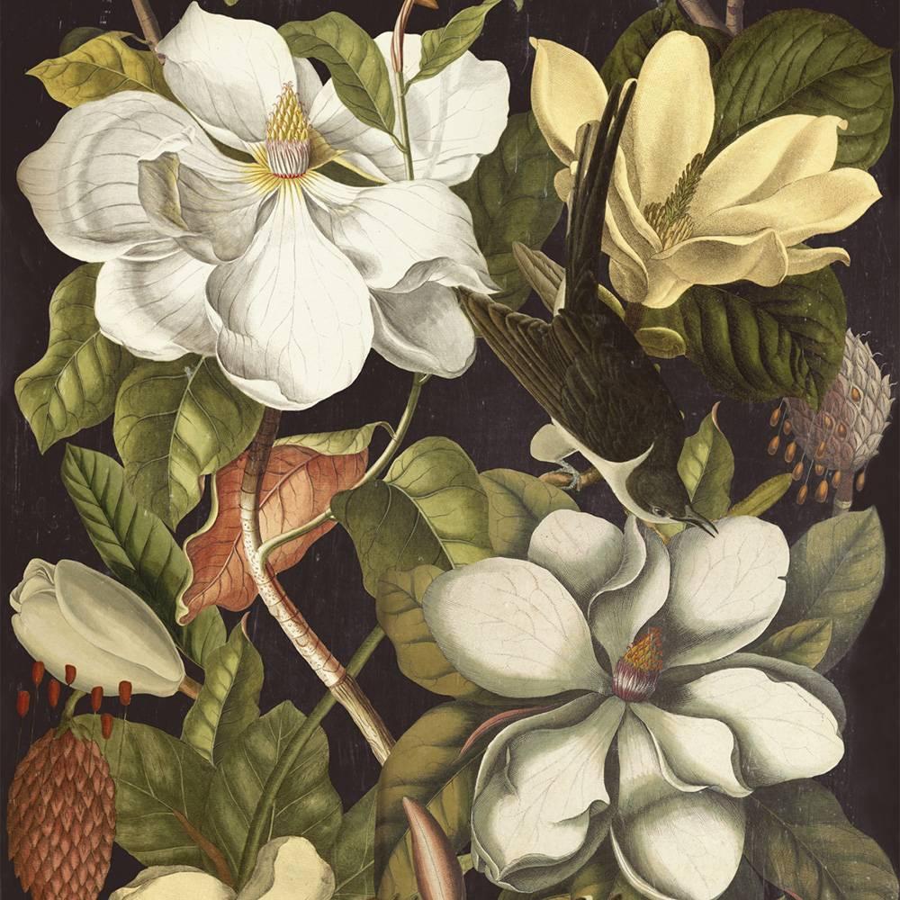 Magnolia