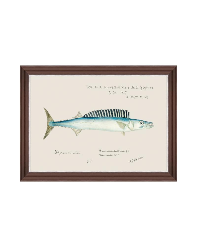 MEDITERRANEAN FISH - BARRACUDA