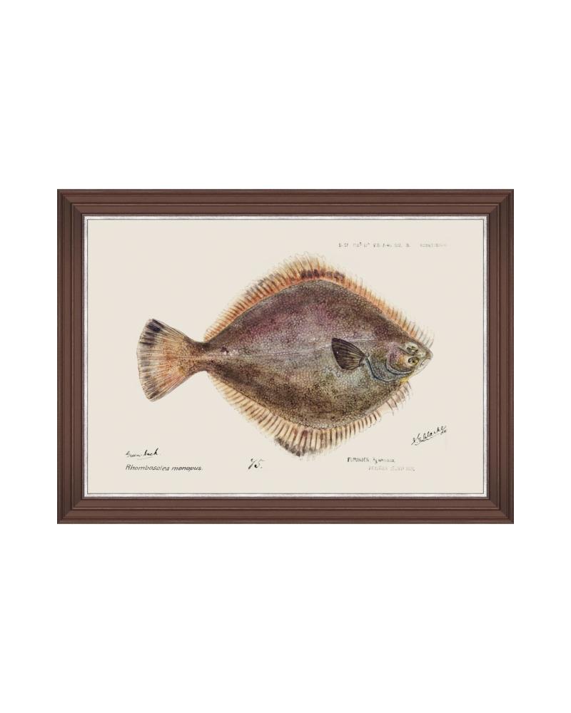 MEDITERRANEAN FISH - FLOUNDER