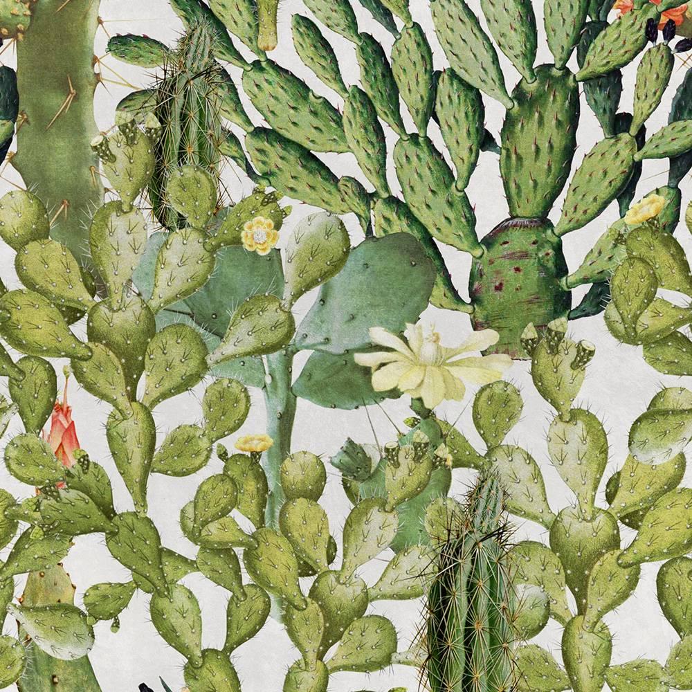 Opuntia