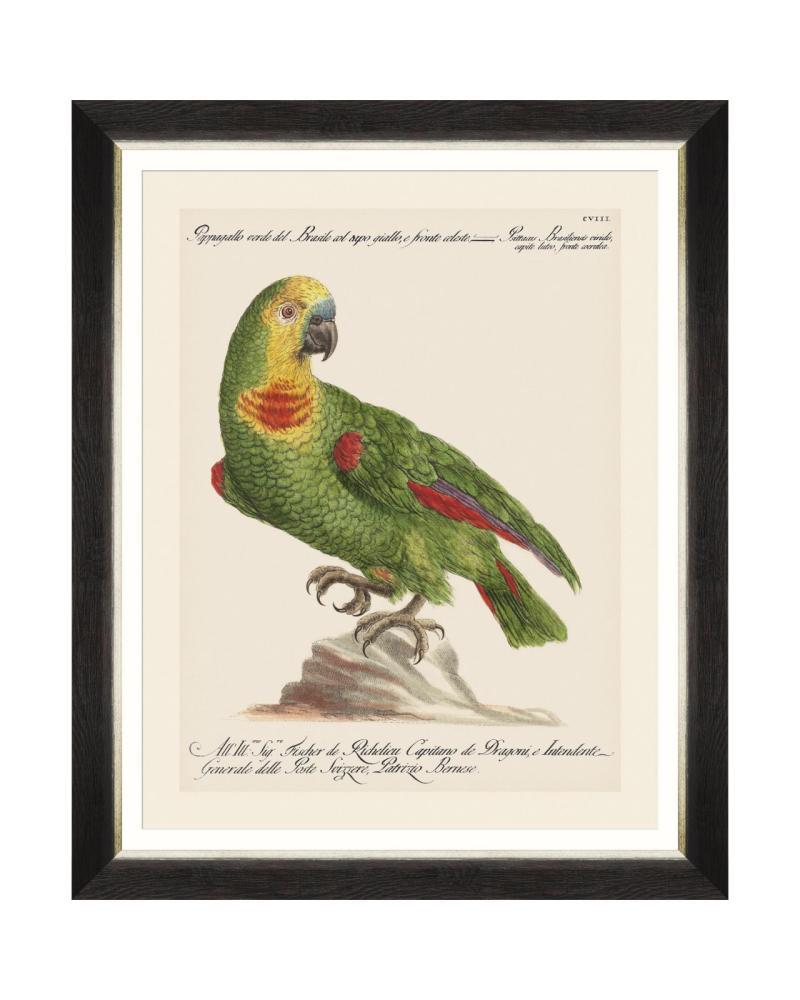 PARROTS OF BRAZIL II