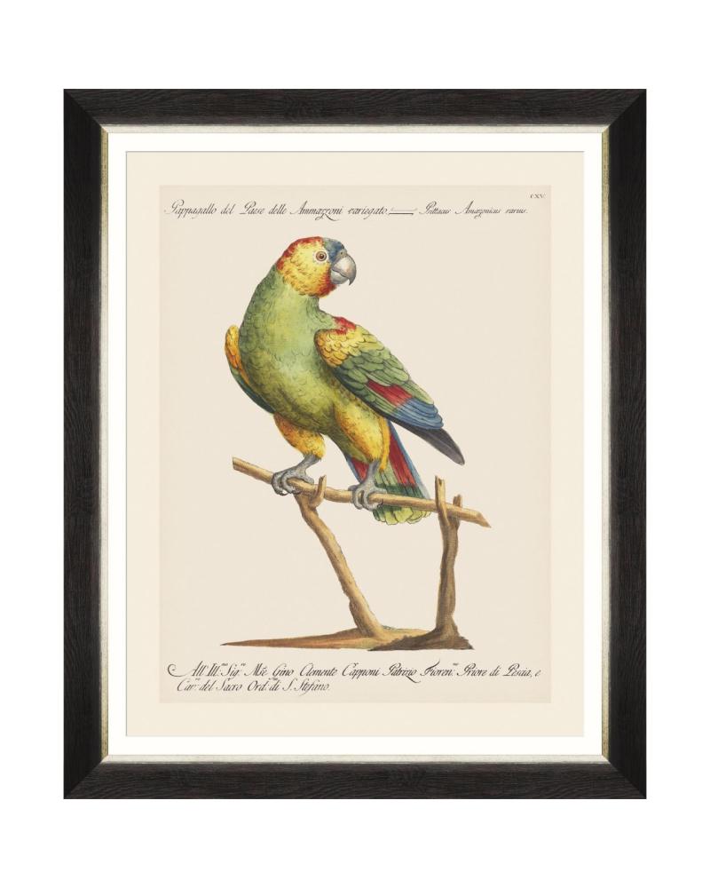 PARROTS OF BRAZIL VII