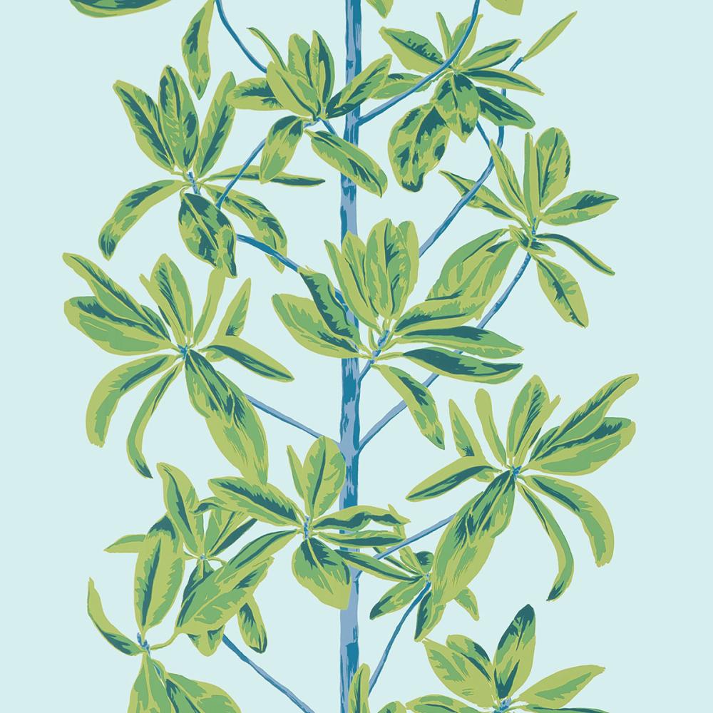 Mangrove Tree