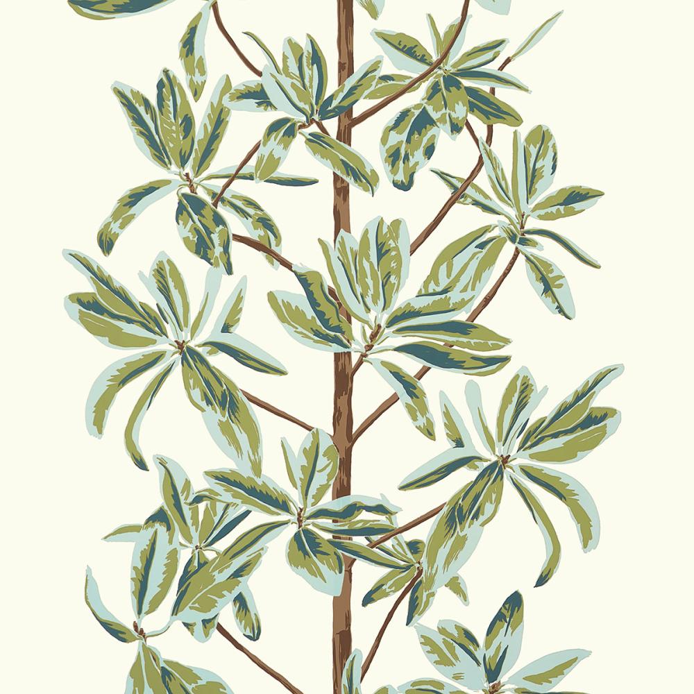 Mangrove Tree
