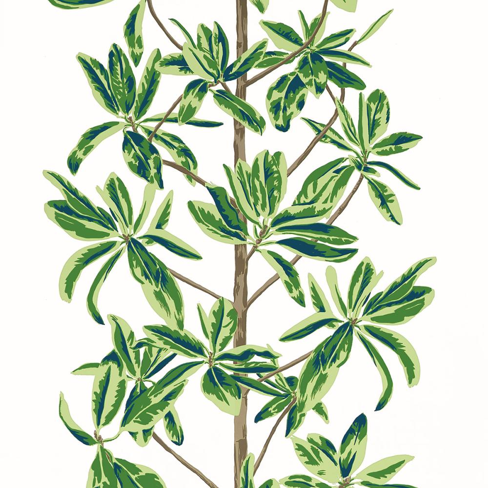 Mangrove Tree
