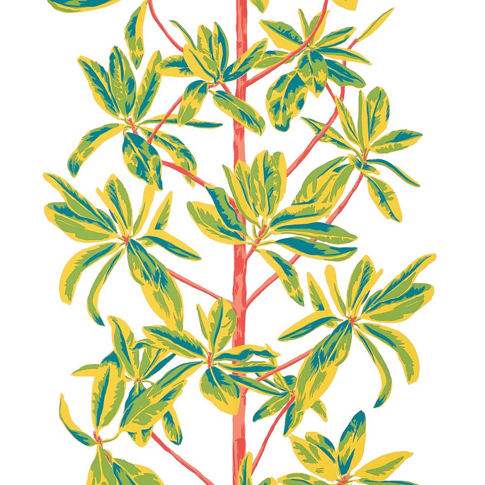 Mangrove Tree