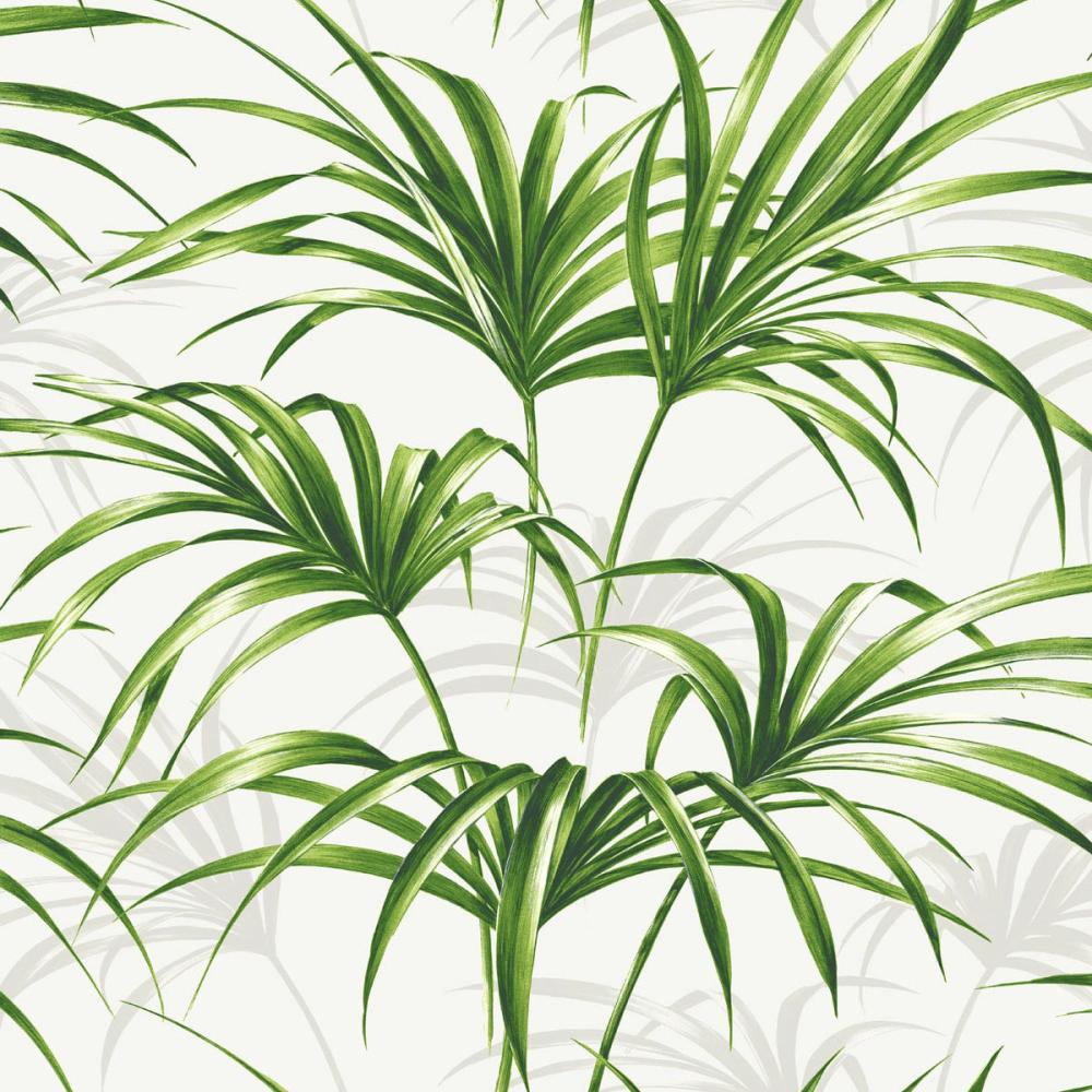 Open Palm Leaf