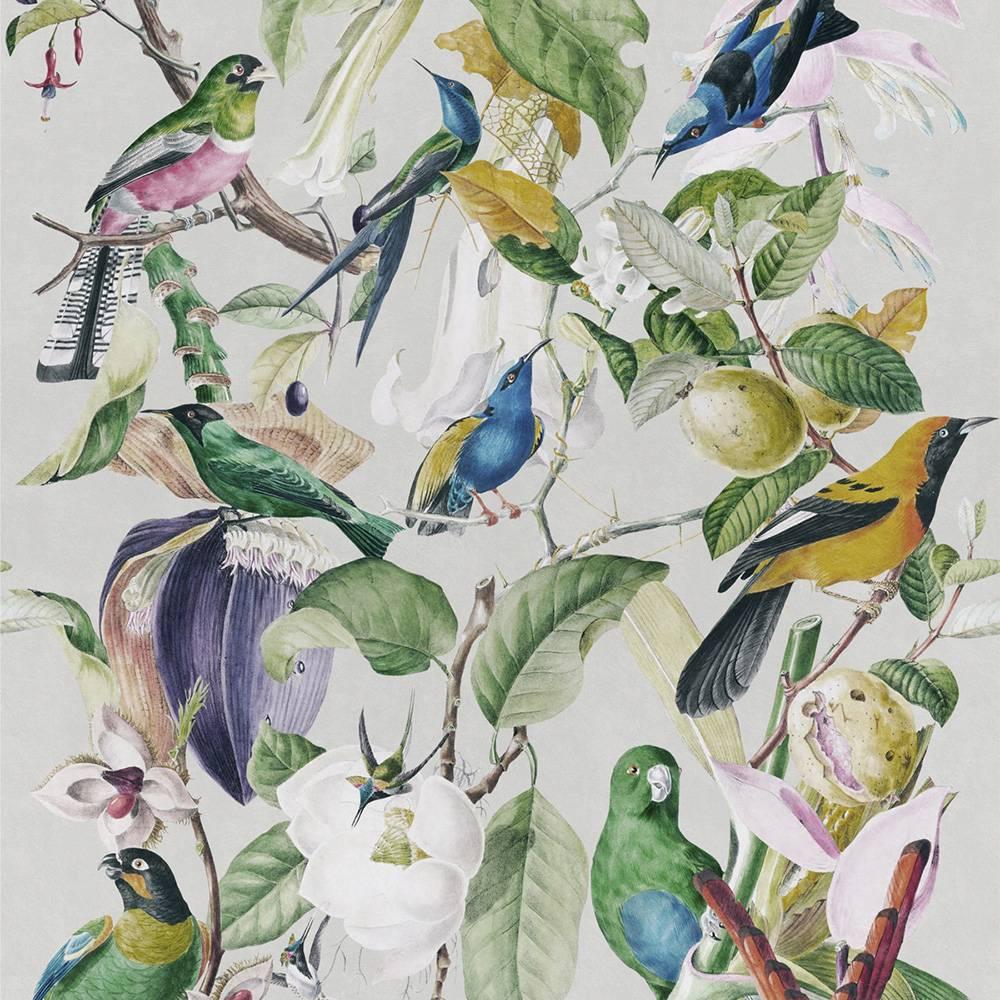 Tropical Birds