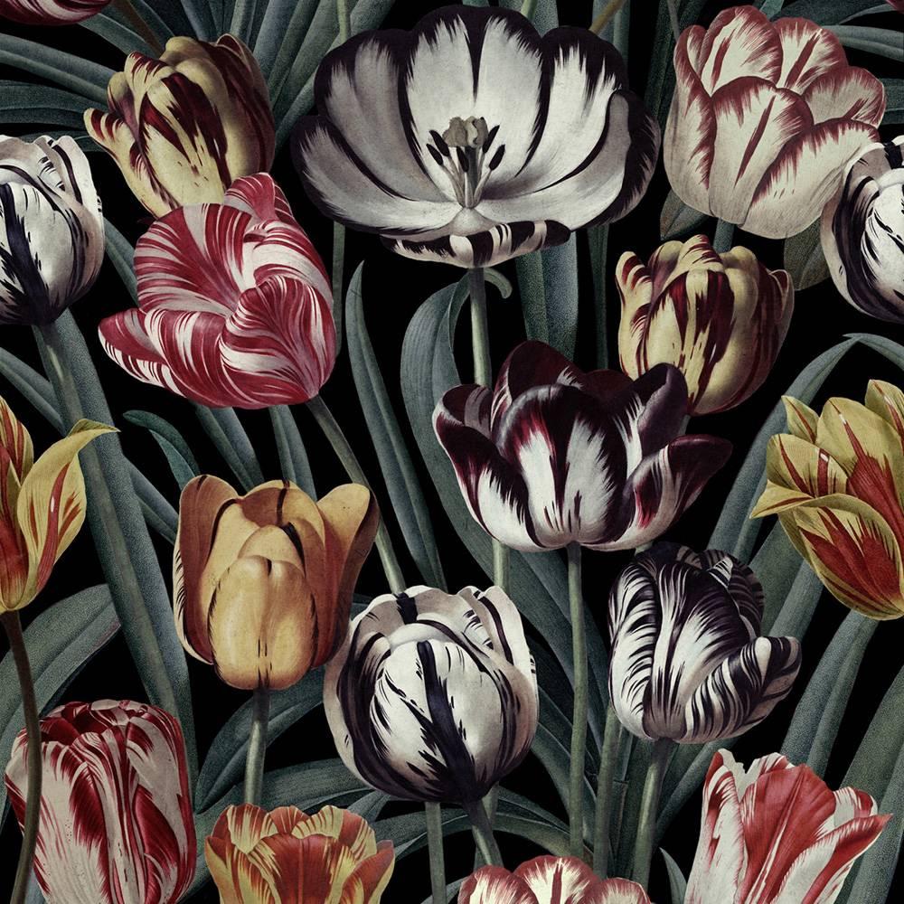 Tulipa