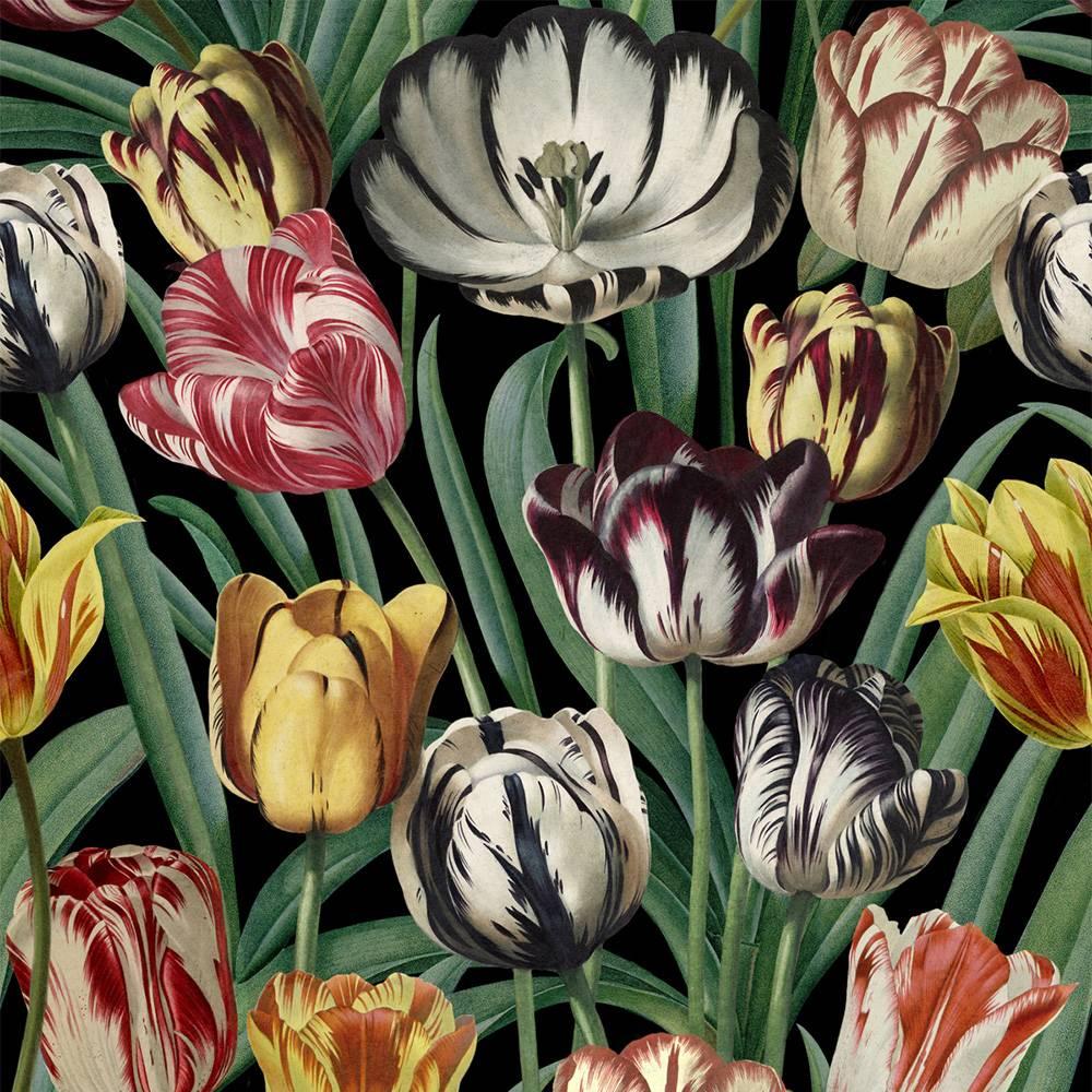 Tulipa