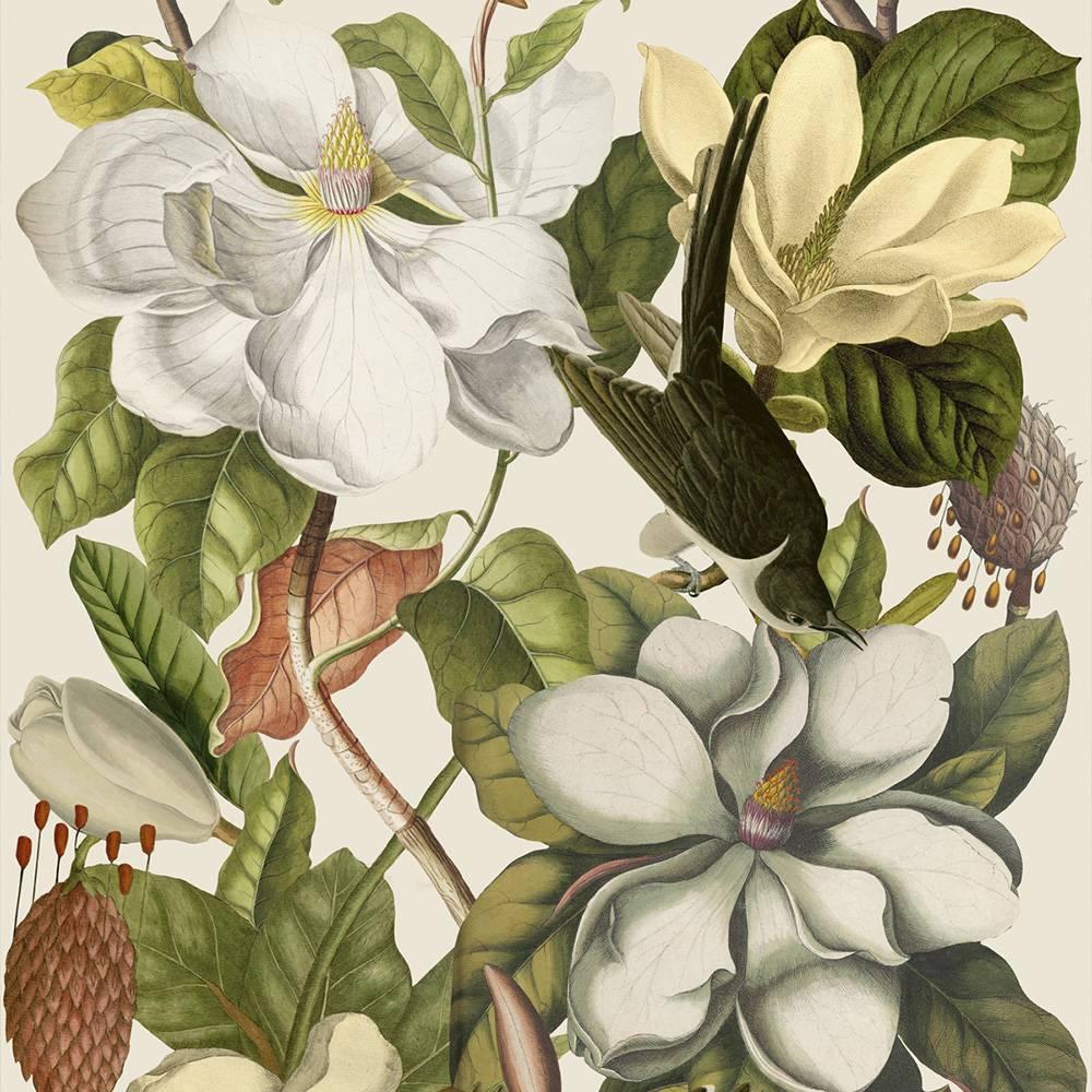 Magnolia